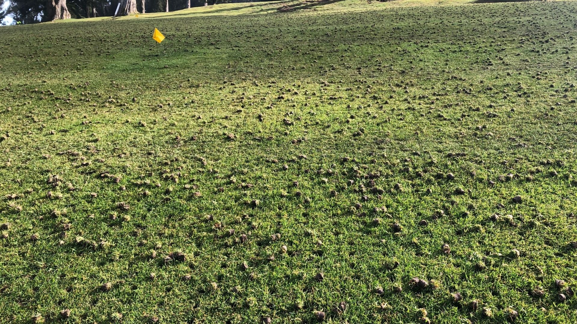 Lawn aeration soil plugs across turf in Houston TX by Leatherwood Lawn Specialists | commercial landscaping, lawn care, lawn maintenance, drainage, concrete, outdoor solutions near Houston TX Lawn aeration soil plugs across turf in Houston TX by Leatherwood Lawn Specialists