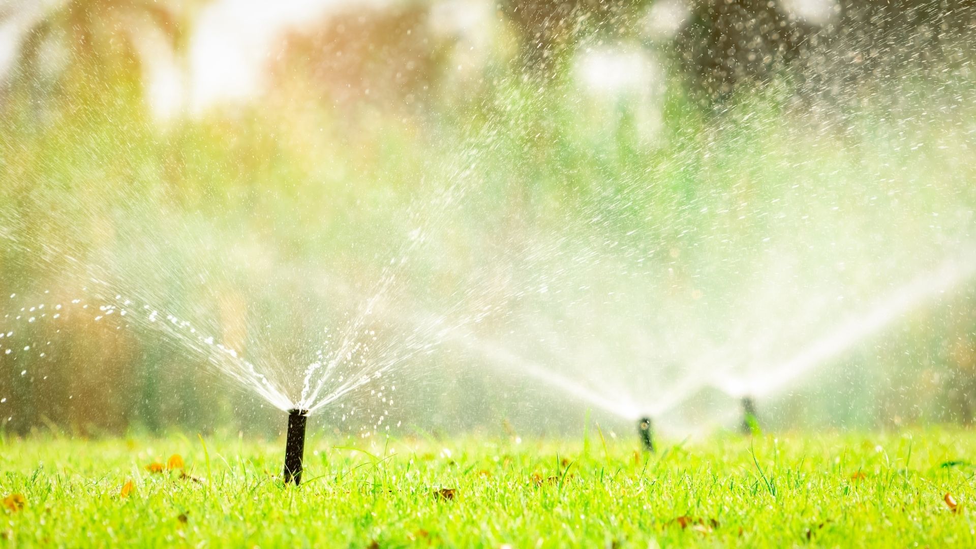 Sprinkler irrigation watering a lawn in Houston TX by Leatherwood Lawn Specialists